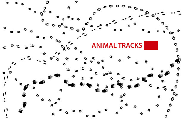 动物的足迹,向量图片下载