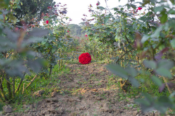 Golap Gram(玫瑰村)是孟加拉国一个美丽的地方。图片下载