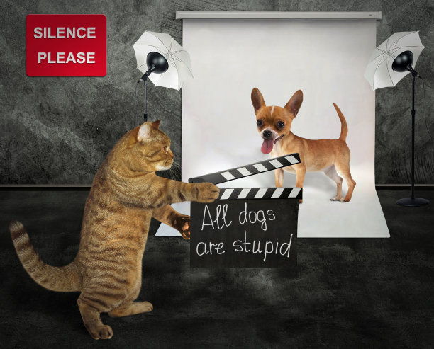 猫和狗在演播室图片下载