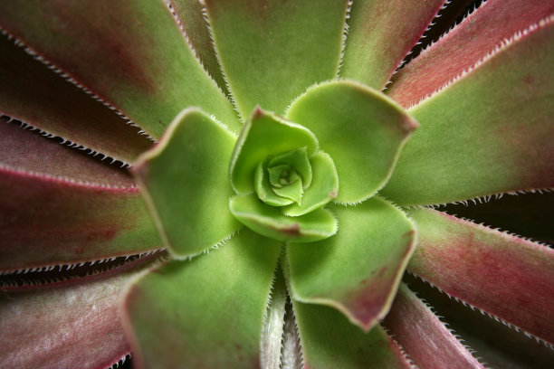 Aeonium arboreum中心特写图片下载