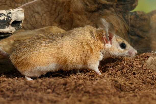 特写刺鼠素材图片