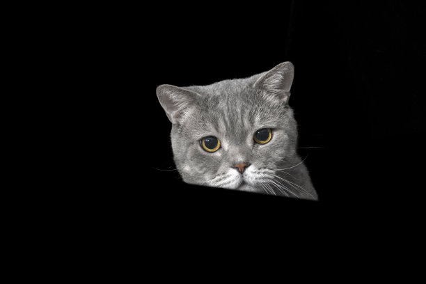 害怕猫图片下载