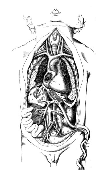 人体解剖学的古董插图图片下载