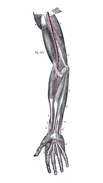 人体解剖学的古董插图:手臂动脉图片下载
