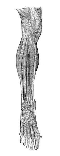 人体解剖学的古董插图:腿部动脉图片下载