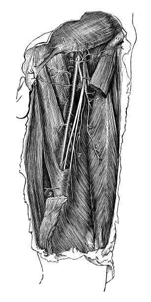 人体解剖学的古董插图:腿部动脉图片下载