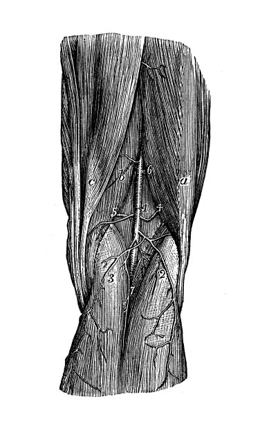 人体解剖学的古董插图:腿部动脉图片下载
