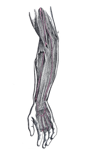 人体解剖学的古董插图:手臂动脉图片下载