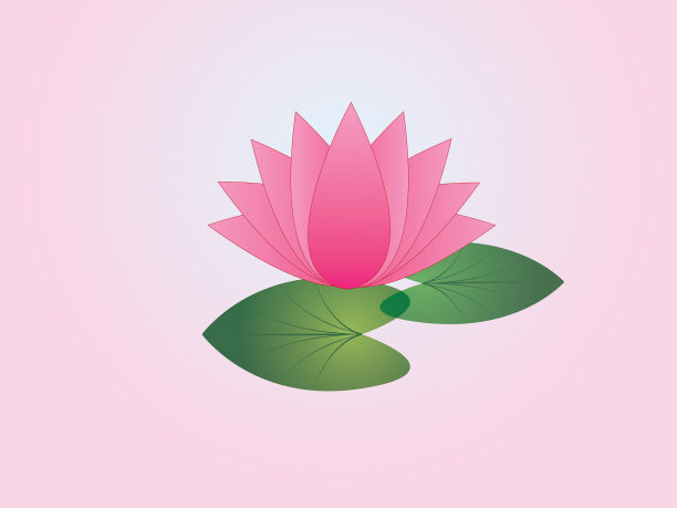 一朵孤立的粉红色荷花，叶子在粉红色的背景下素材图片