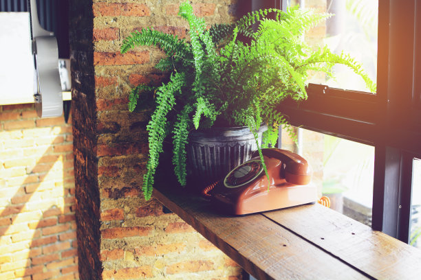 老式电话和花盆图片下载