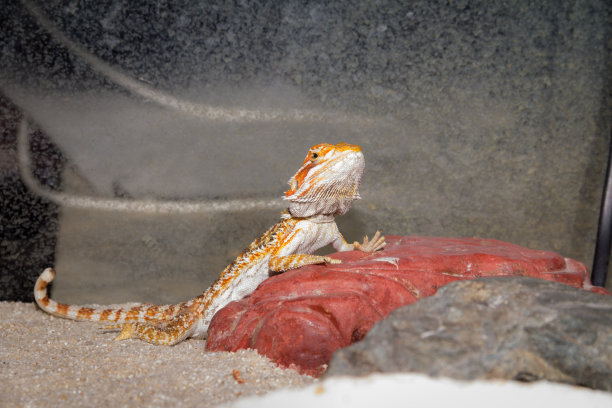 水族馆里的爬行动物图片下载