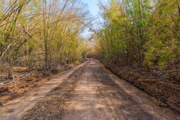 农村土路和农村竹林。图片下载
