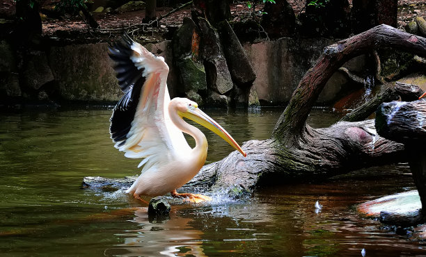 佩莱卡努斯阴囊素材图片