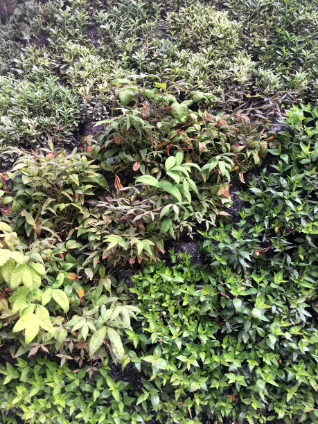 花园背景纹理图片下载