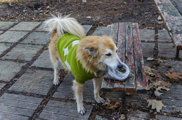 金毛猎犬站在寒冷的一月公园等待食物图片下载
