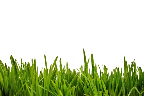 新鲜的绿草作为边框的较低的水平框架在一个无缝的空白白色背景图片下载