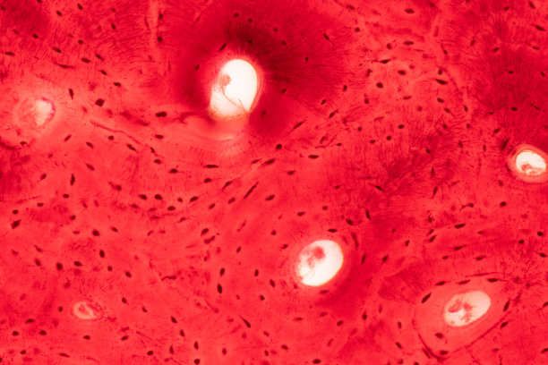 教育用显微镜观察人体致密骨组织组织学图片下载