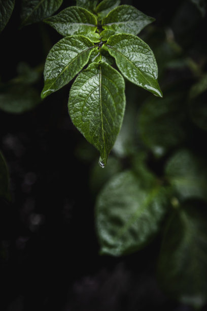 水滴在绿叶上素材图片