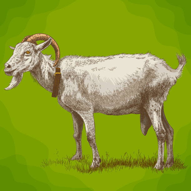 山羊版画插图素材图片