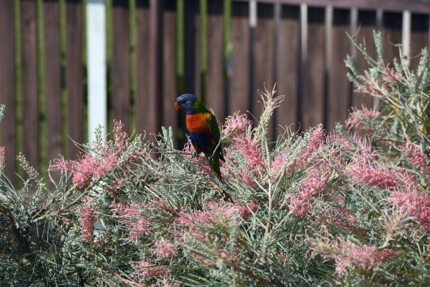 彩虹凤尾花树图片下载