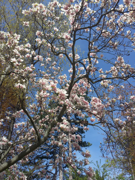 木兰盛开图片下载