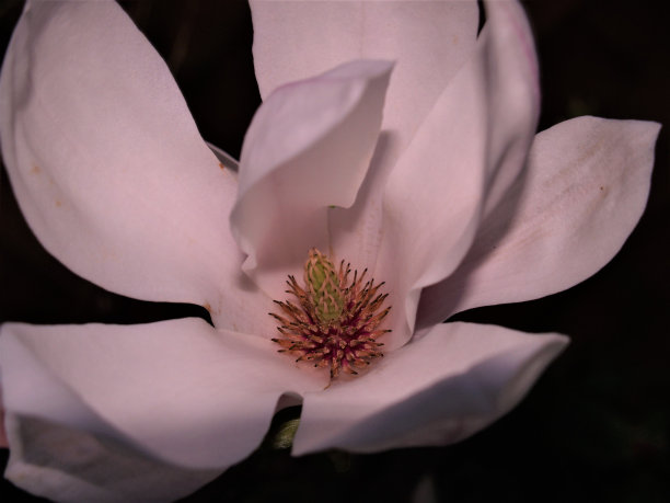 最常见的花在春天的天气在奥尔德里奇，Burntwood和绅士肖在英国图片下载