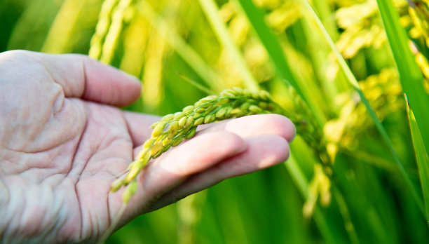 女人手里拿着稻谷图片下载