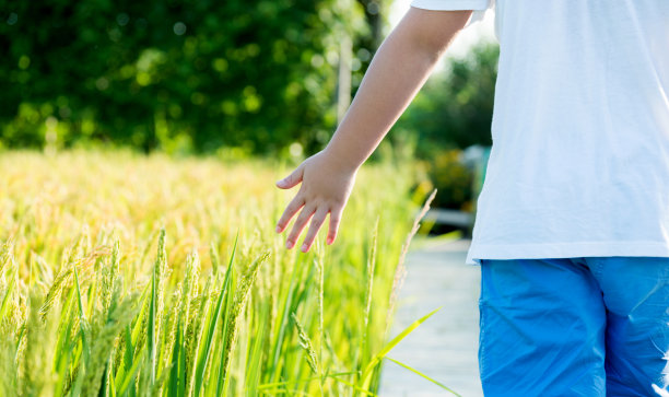 孩子用手触摸稻谷图片下载