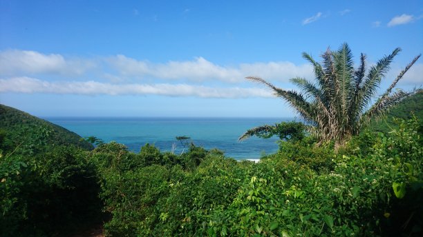 从热带雨林俯瞰加勒比海图片下载
