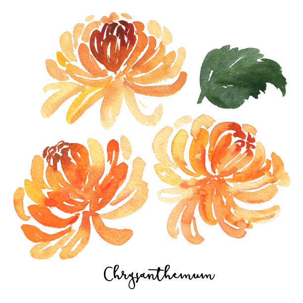 一套素描水彩菊花素材图片