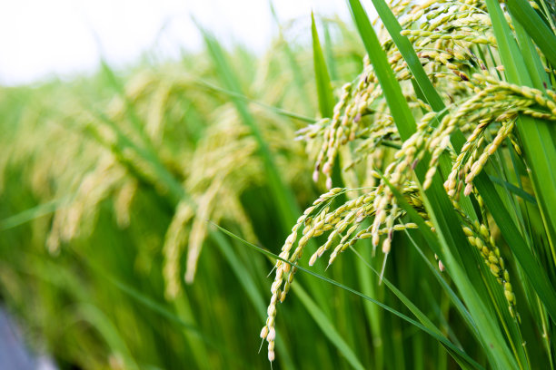 水稻作物的特写素材图片