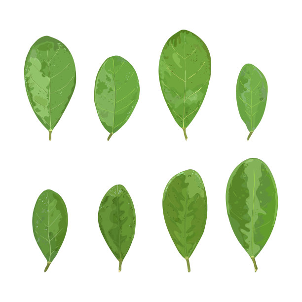 花卉集与手绘植物的叶子。矢量图图片下载