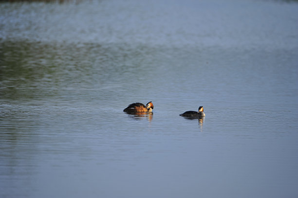 大海鸟素材图片