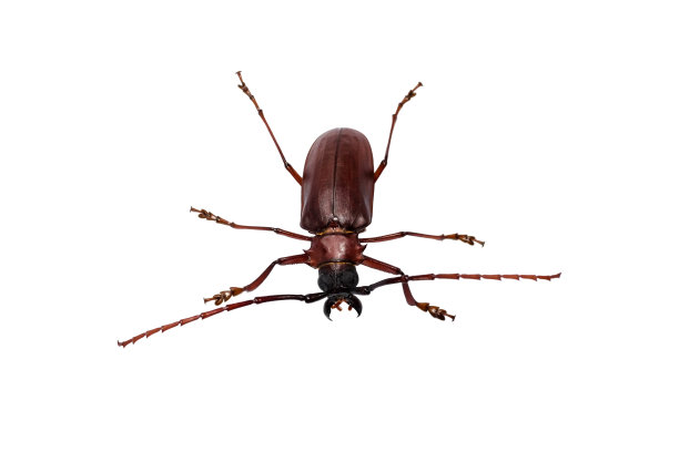 圣甲虫或甲虫的名字在科学上是指无茎幼虫。图片下载