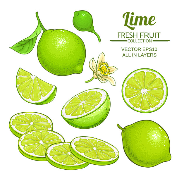 石灰果向量集图片下载