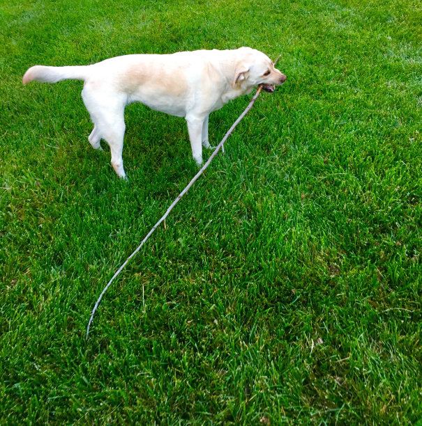 拉布拉多寻回犬图片下载