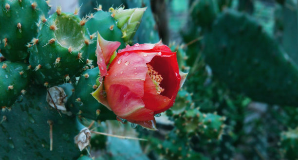 盛开的仙人掌开着红色的花图片下载