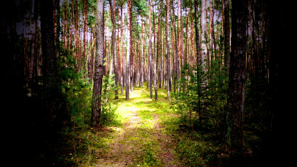 松树隧道图片下载