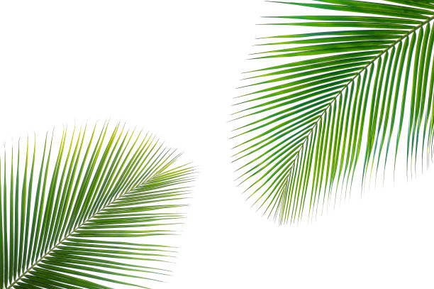 在白色上孤立的热带椰子棕榈叶图片下载