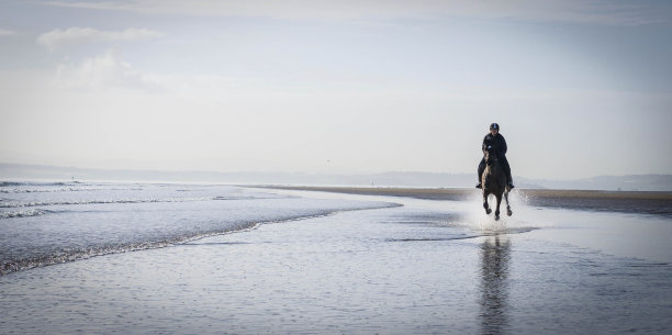 马在海滩图片下载