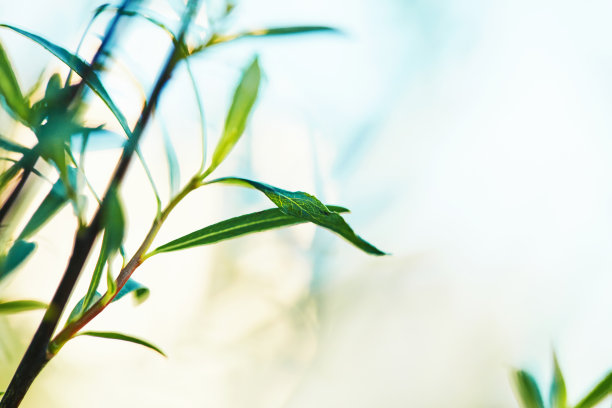 春天在花园里。娇嫩的柳叶素材图片
