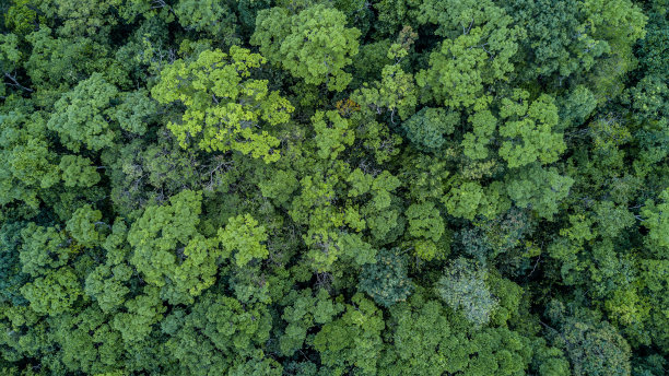 鸟瞰森林，从上面俯瞰森林的纹理。图片下载