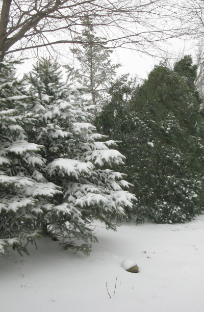冰雪覆盖常绿图片下载