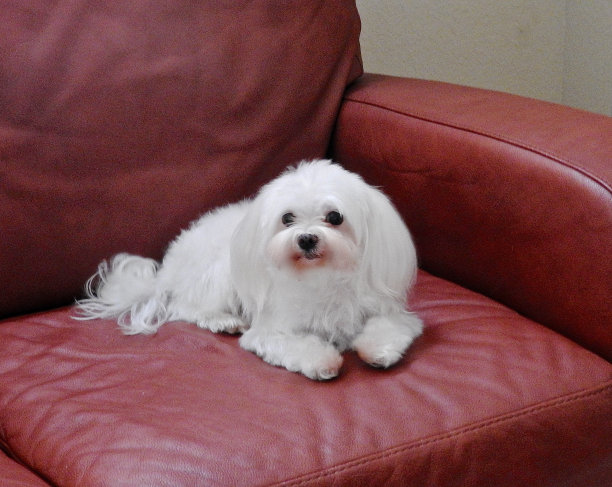 沙发上的马耳他狗…图片下载