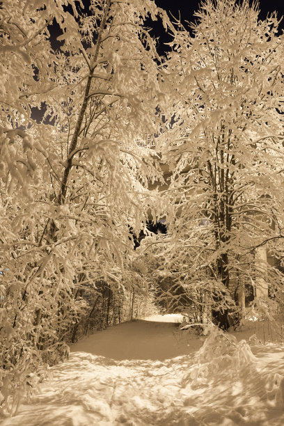 雪夜森林中的小路图片下载