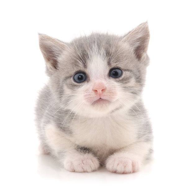 灰色的小猫。素材图片