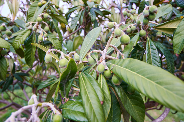 枇杷初春未熟图片下载