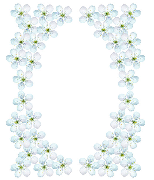 孤立在白色背景上的苹果花枝。图片下载