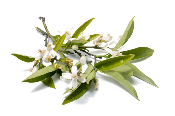 橘子树的树枝图片下载