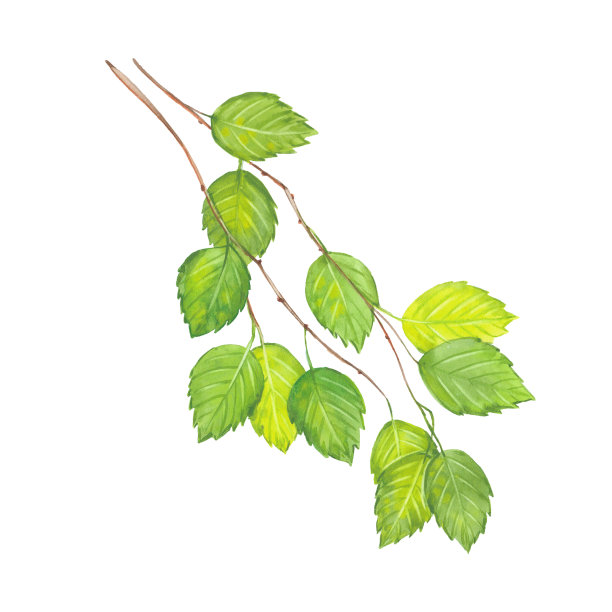 水彩白桦树枝图片下载